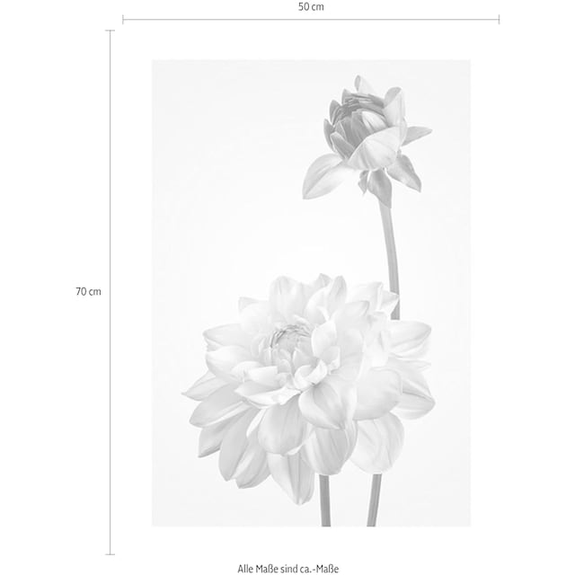 Komar Poster »Dahlia«, Blumen, (1 St.), Kinderzimmer, Schlafzimmer,  Wohnzimmer | BAUR