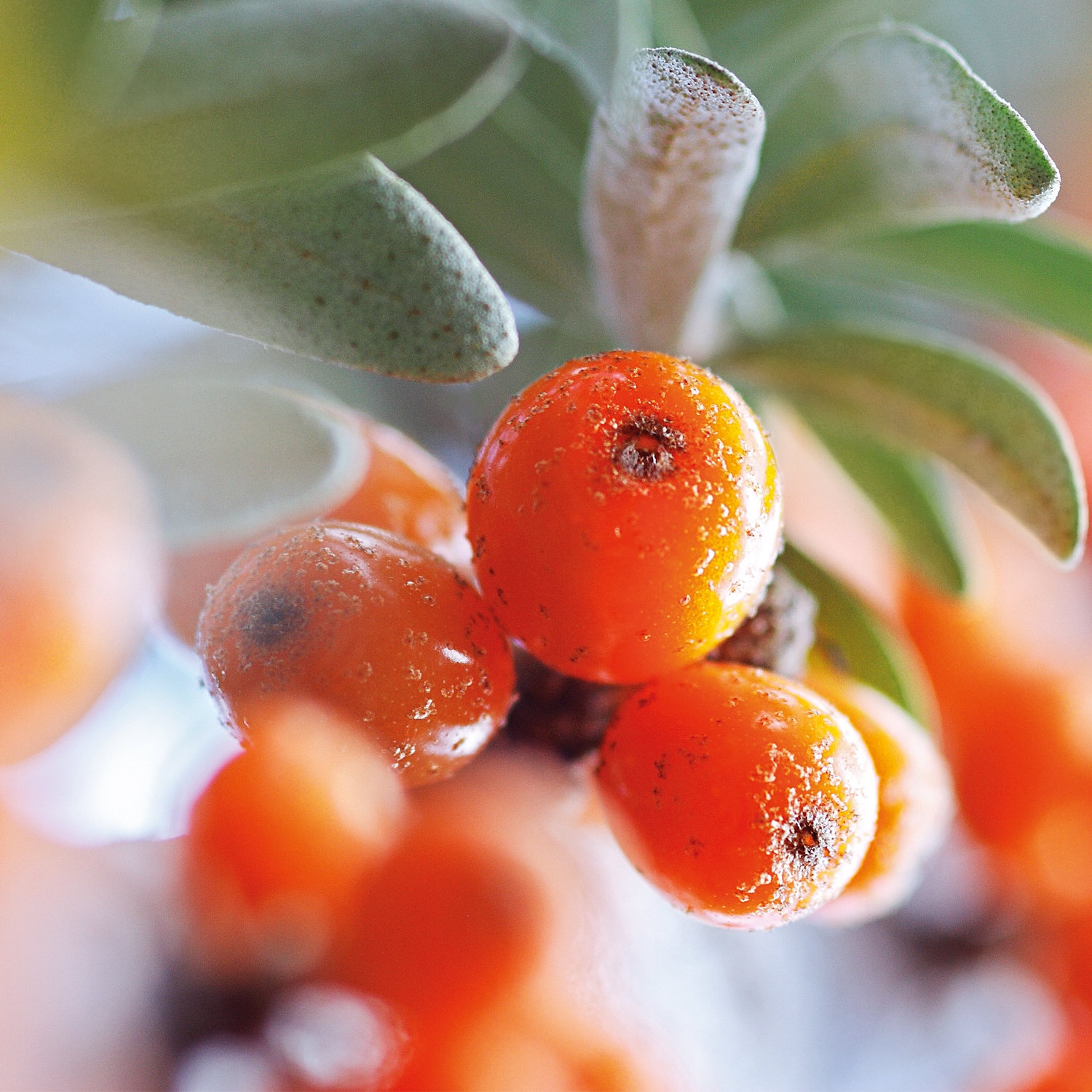 WELEDA Körperöl »Weleda Sanddorn Vitalisierendes Pflege-Öl«