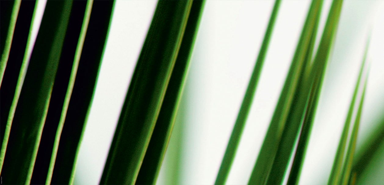 EXPRESS KÜCHEN Küchenrückwand "Gräser", B/H: 120cm x 55,9cm, grün, Spritzschutzwände