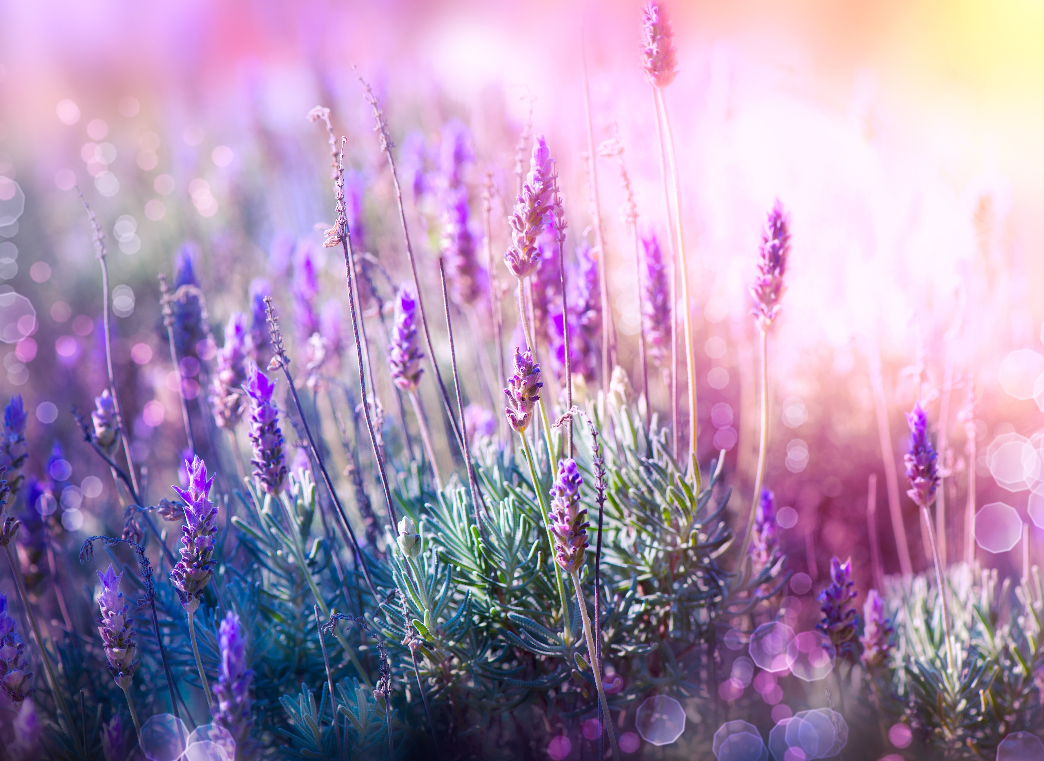 Papermoon Fototapete "Lavender Field" glatt