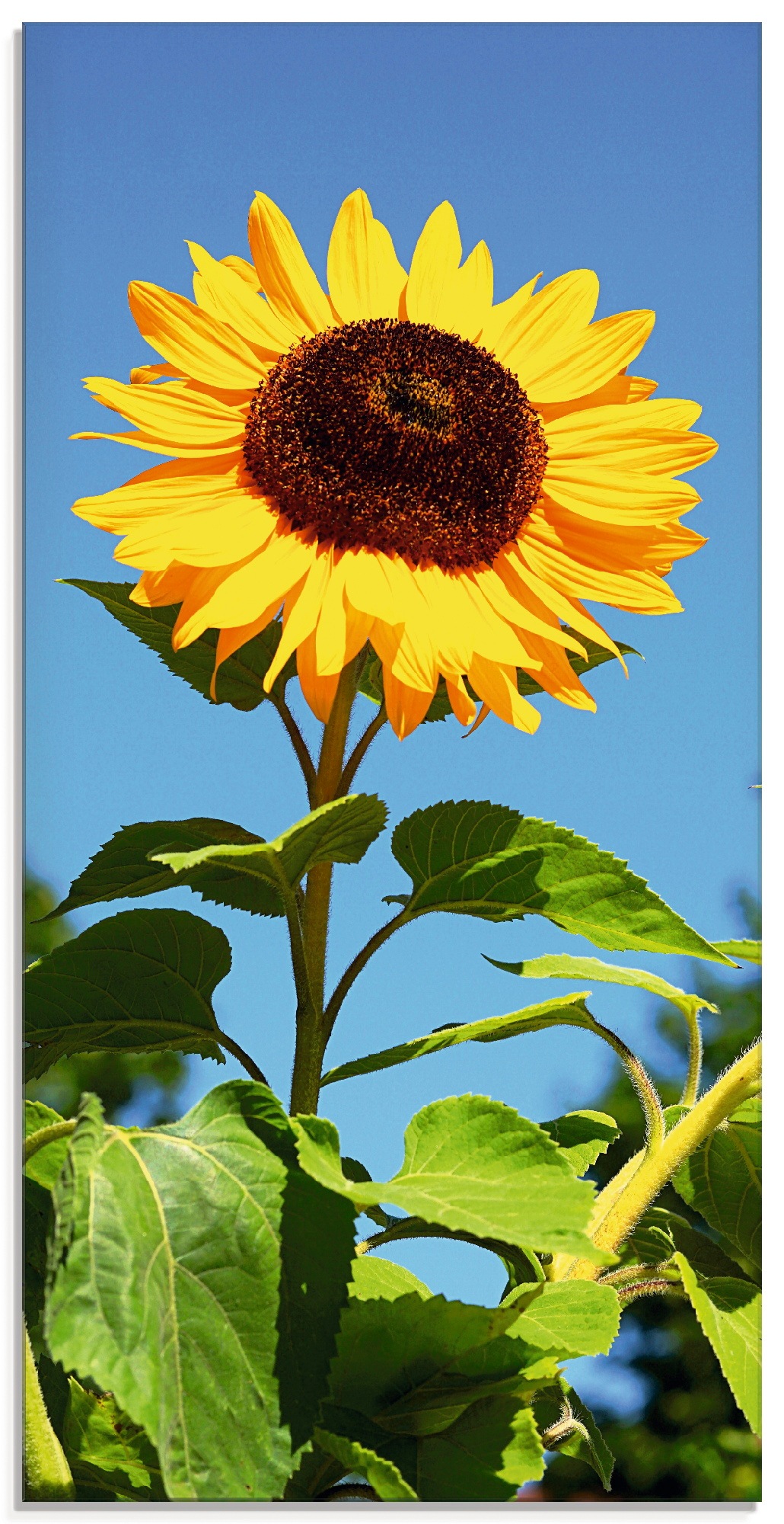 Artland Glasbild "Große Sonnenblume", Blumen, (1 St.), in verschiedenen Größen