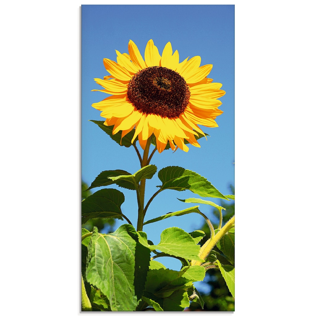 Artland Glasbild »Große Sonnenblume«, Blumen, (1 St.)