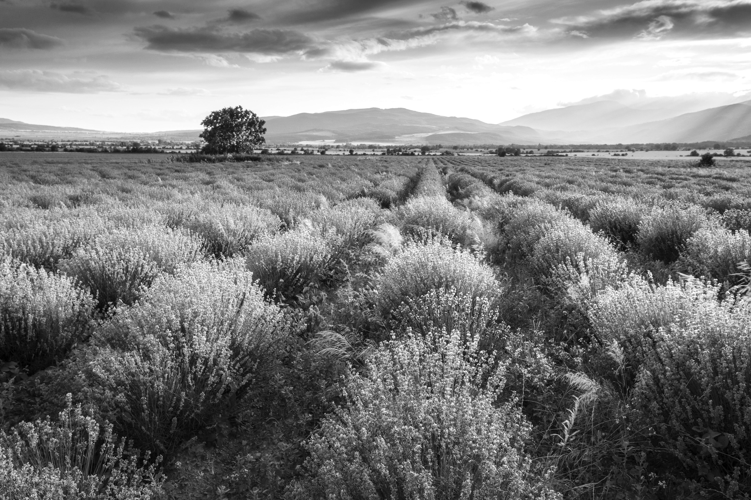 Papermoon Fototapete "Landschaft Schwarz & Weiß" günstig online kaufen