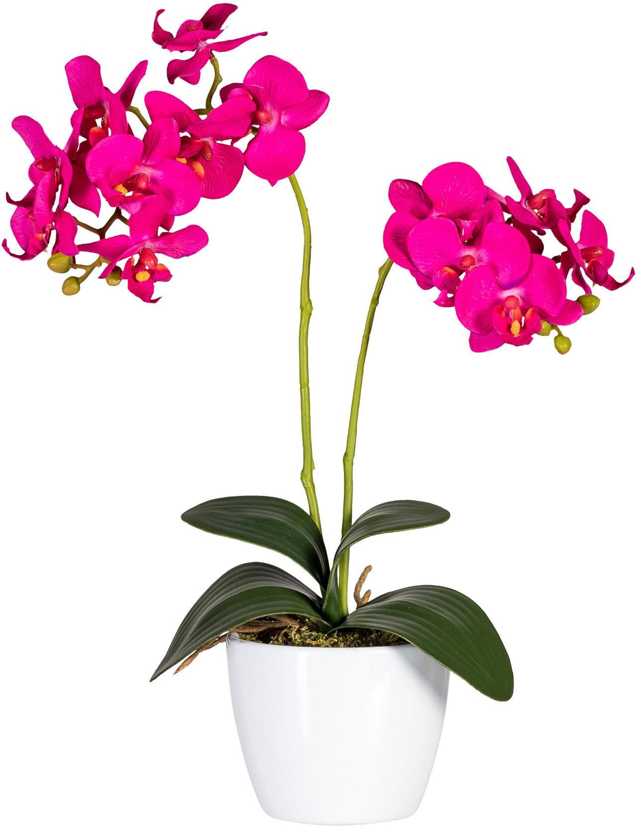 Creativ green Kunstpflanze »Phalaenopsis«