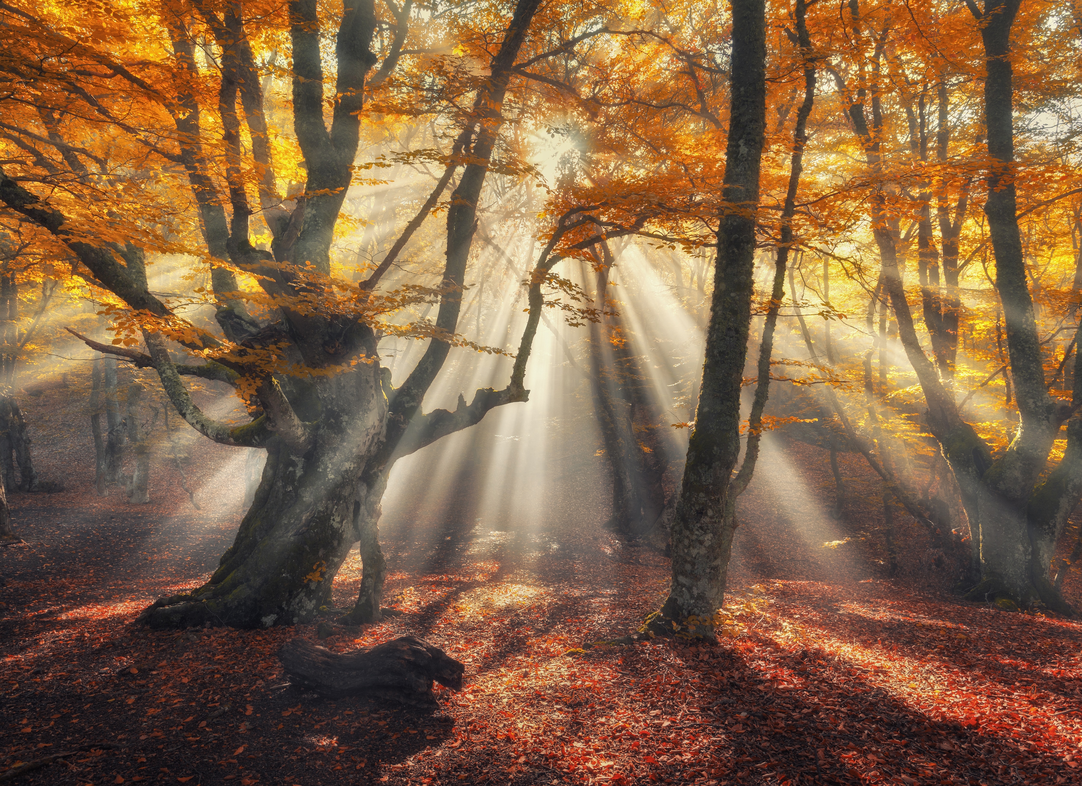 Papermoon Fototapete "Magical Old Trees" glatt