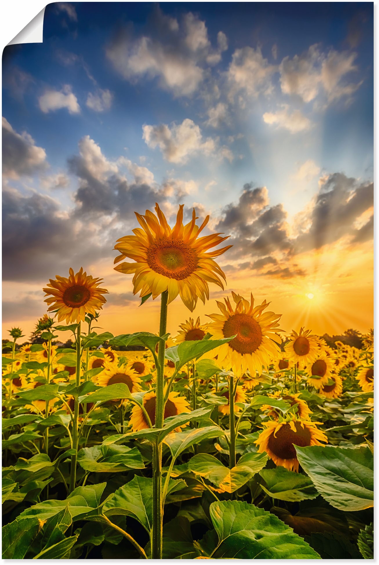 Artland Wandbild "Sonnenblumen im Sonnenuntergang" Blumenbilder 1 Stk. tlg. günstig online kaufen
