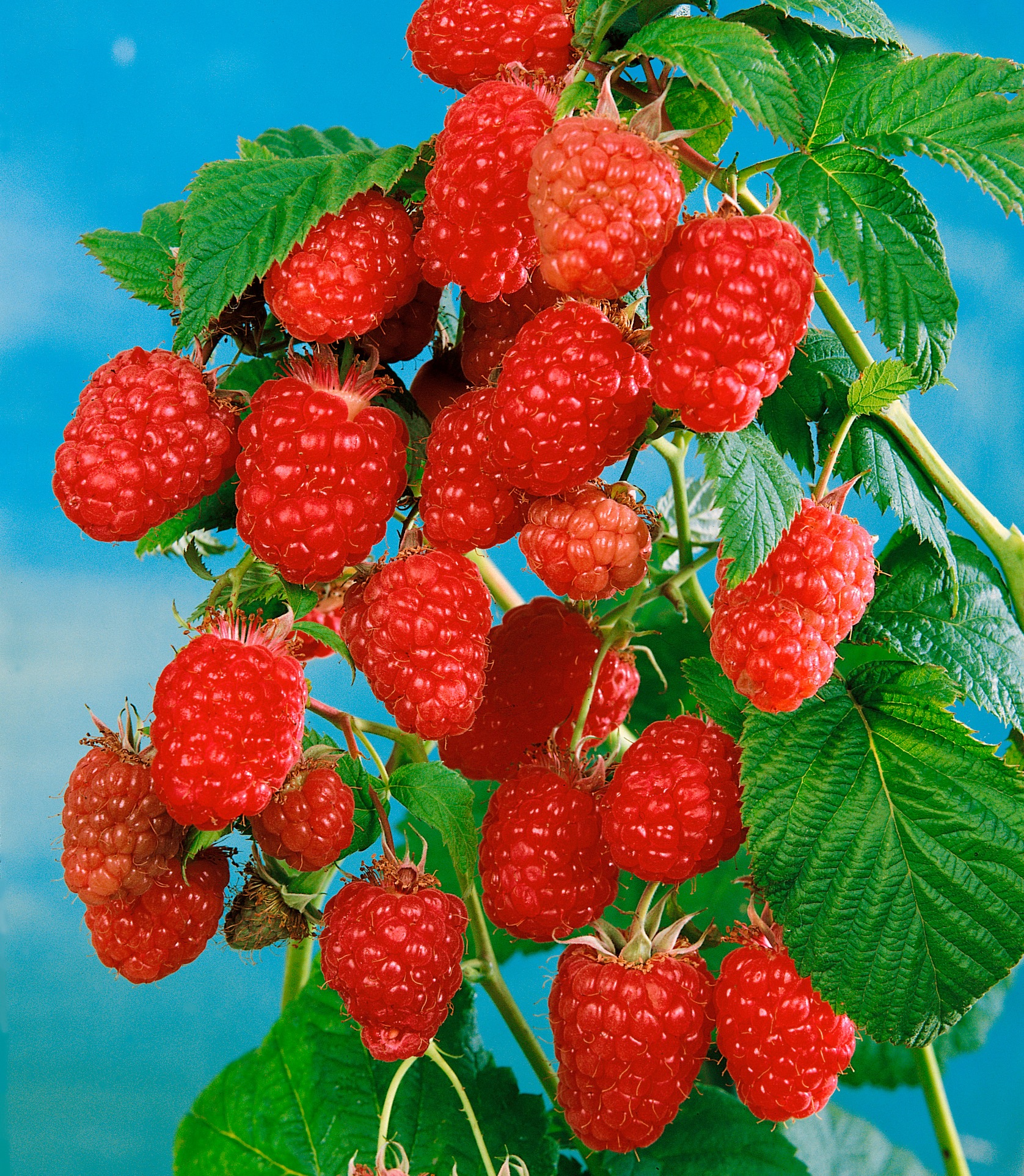 BCM Obstpflanze »Himbeere 'Schönemann'«, (2 St.), Höhe: 35-40 cm, 2 Pflanzen kaufen