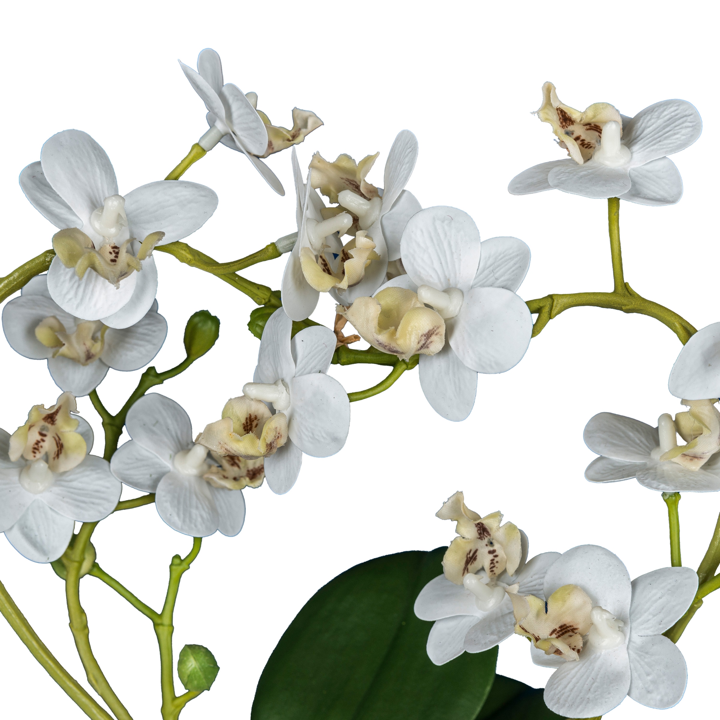 Creativ green Kunstorchidee »Phalaenopsis« mit traumhaft schönen Blüten