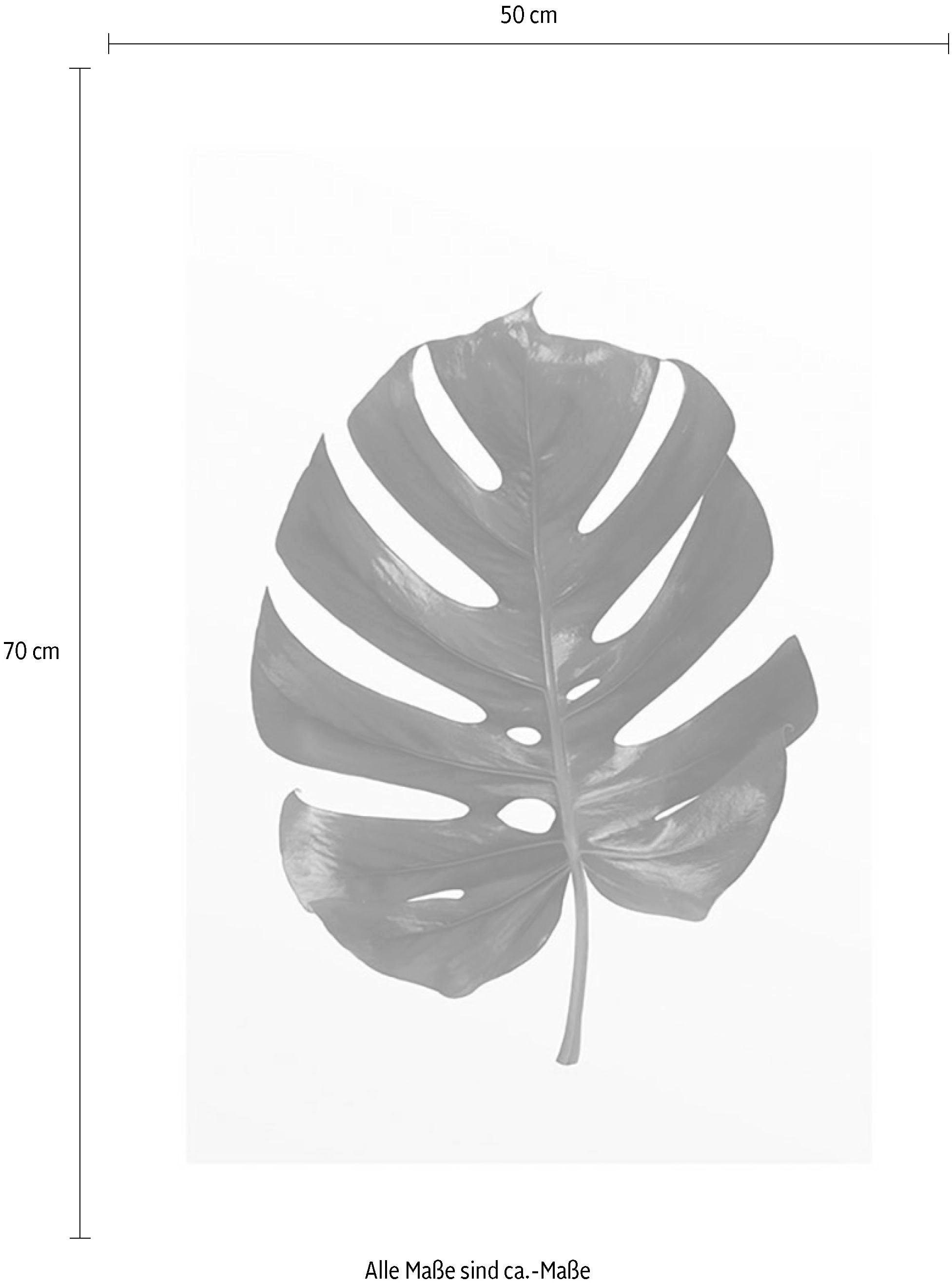 Komar Bild »Monstera Leaf«, Pflanzen-Blätter, (1 St.), Wandbild zur Dekoration - ohne Rahmen