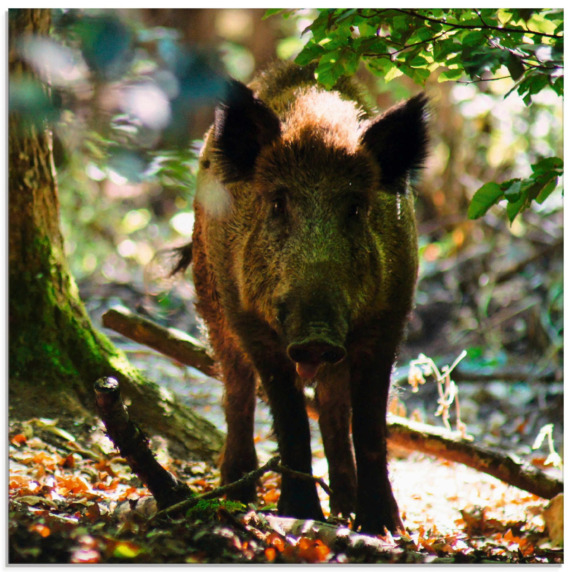 Glasbild »Wildschwein«, Wildtiere, (1 St.), in verschiedenen Größen