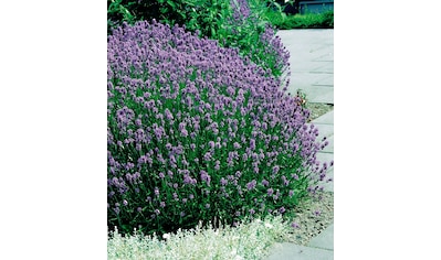 BCM Beetpflanze »Lavendel Mix«, (6 St.), Lavendel Mix: 6 Pflanzen kaufen