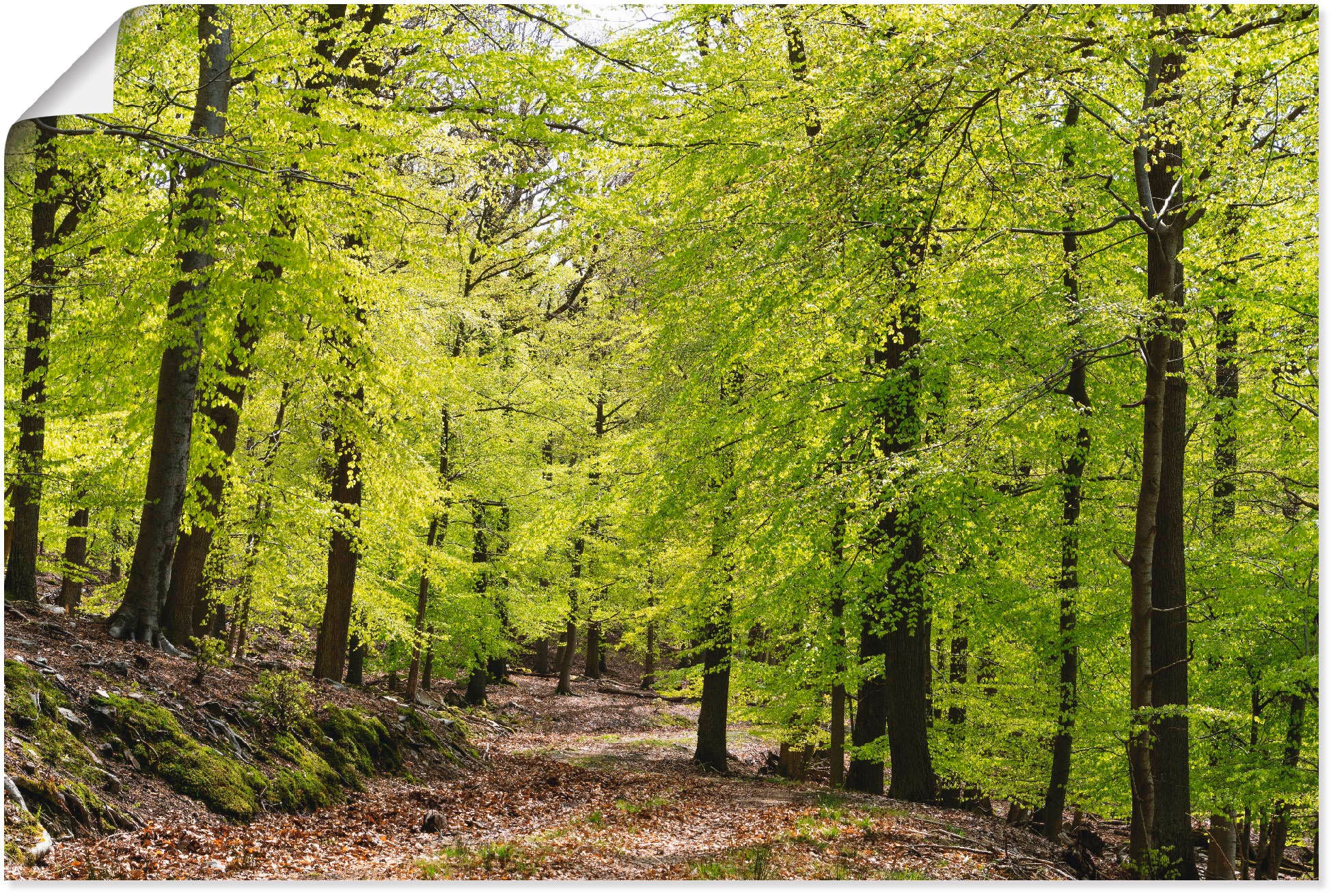 Artland Wandbild »Die Buchen im Frühling«, Wald, (1 St.), als Alubild, Outdoorbild, Leinwandbild, Poster, Wandaufkleber