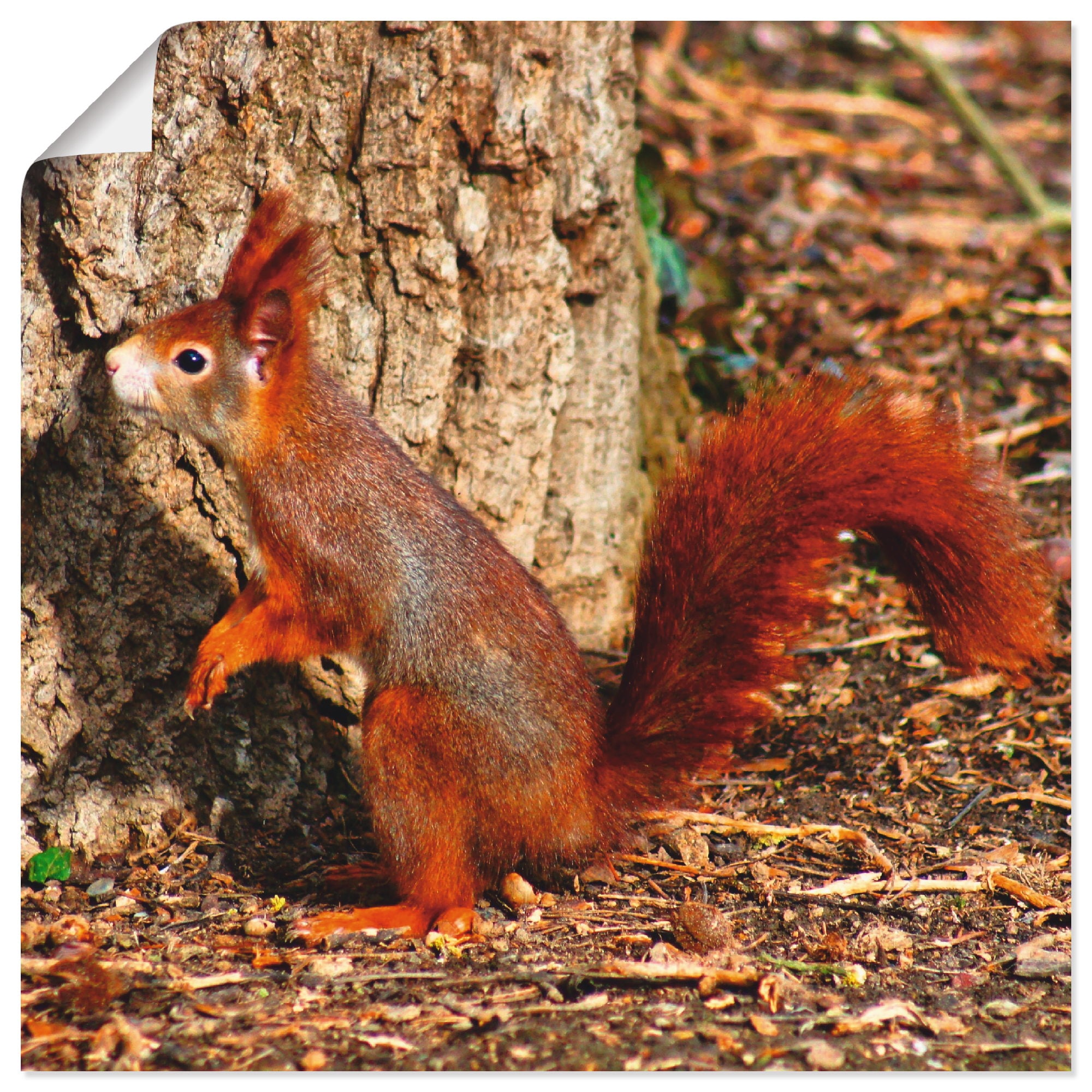 Artland Wandbild "Rotes Eichhörnchen will hoch hinaus", Wildtiere, (1 St.), günstig online kaufen