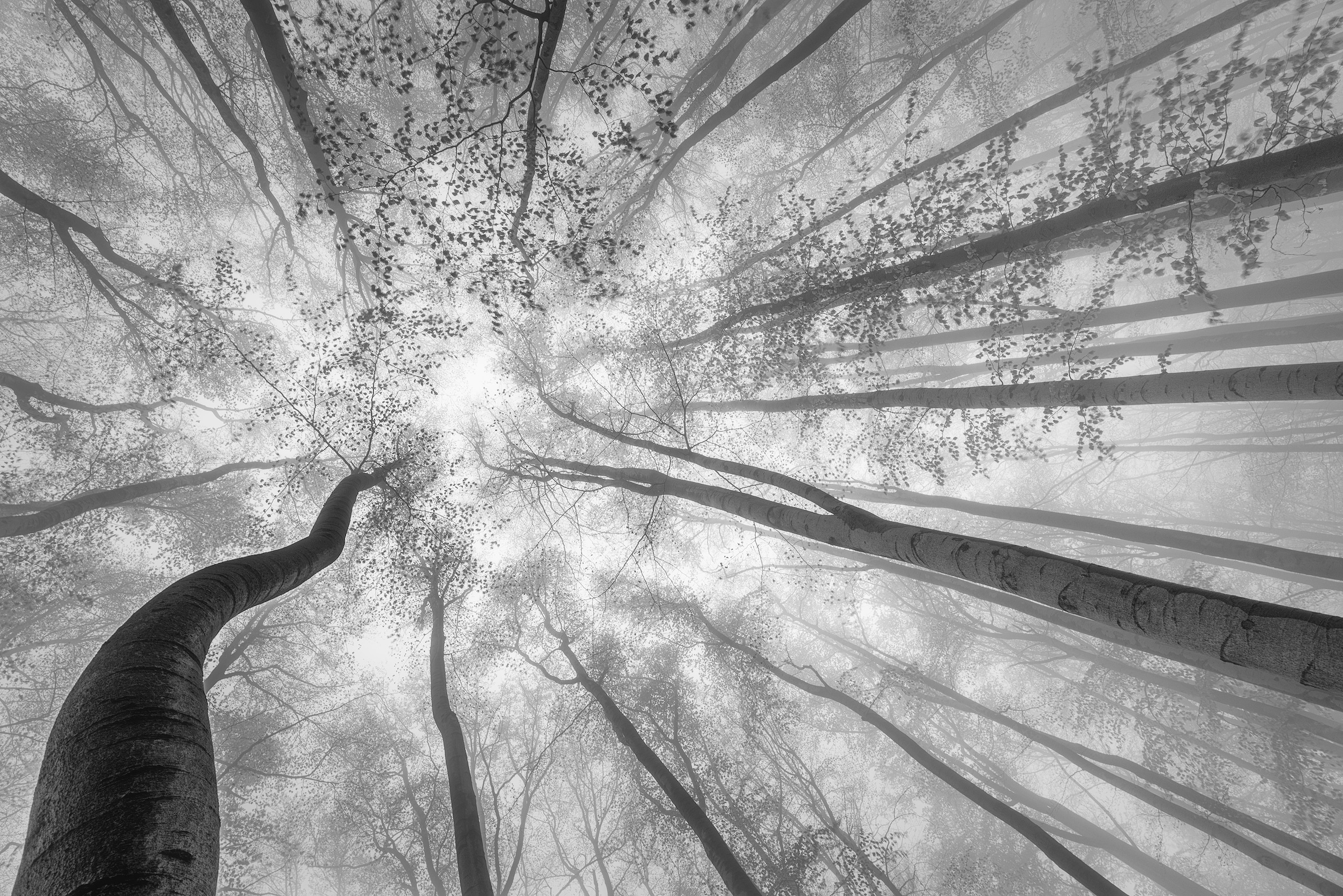 Papermoon Fototapete "Photo-Art TOM PAVLASEK, FRÜHLINGSKRONE DER BÄUME"