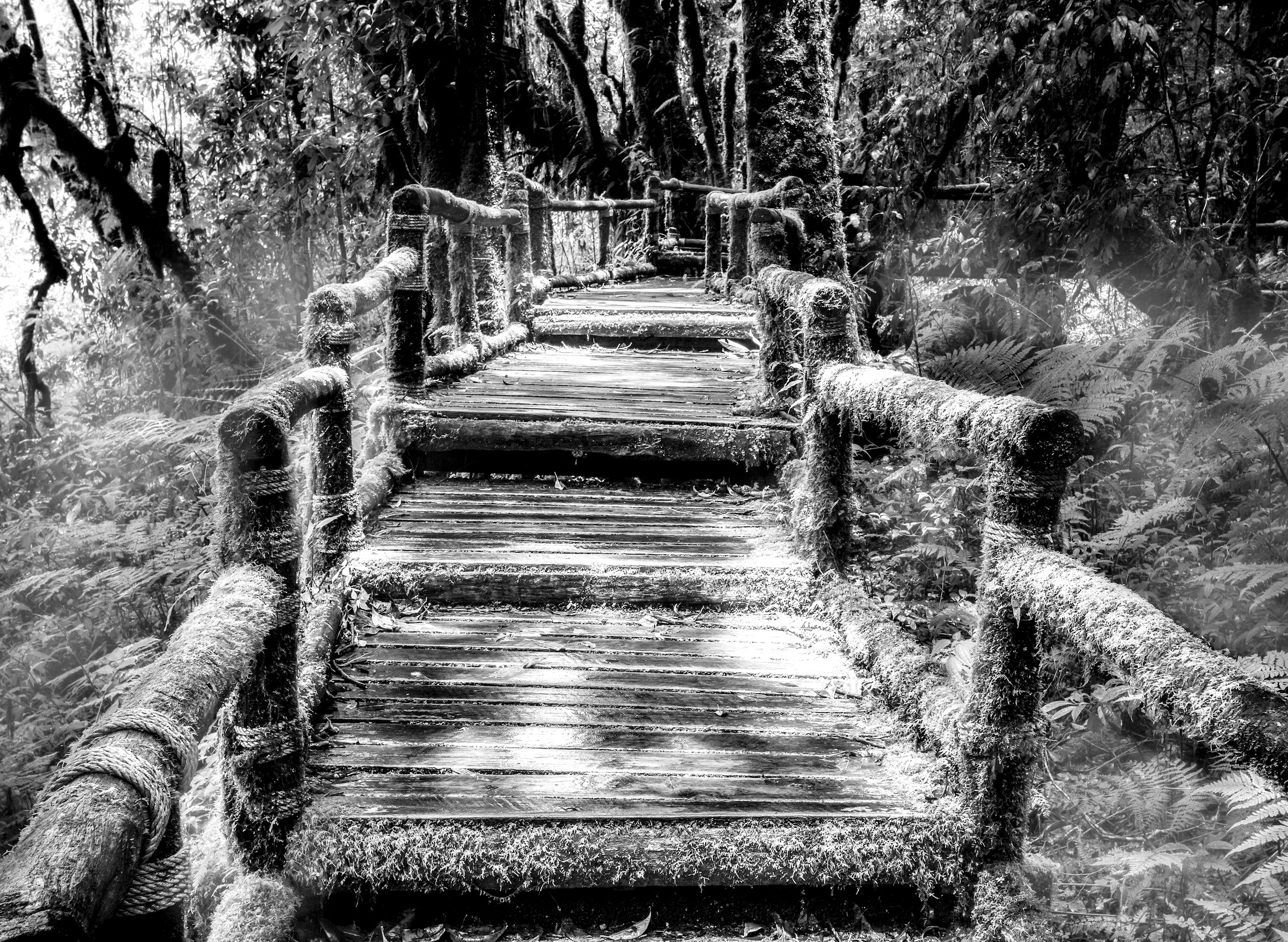 Papermoon Fototapete "Waldbrücke Schwarz & Weiß"