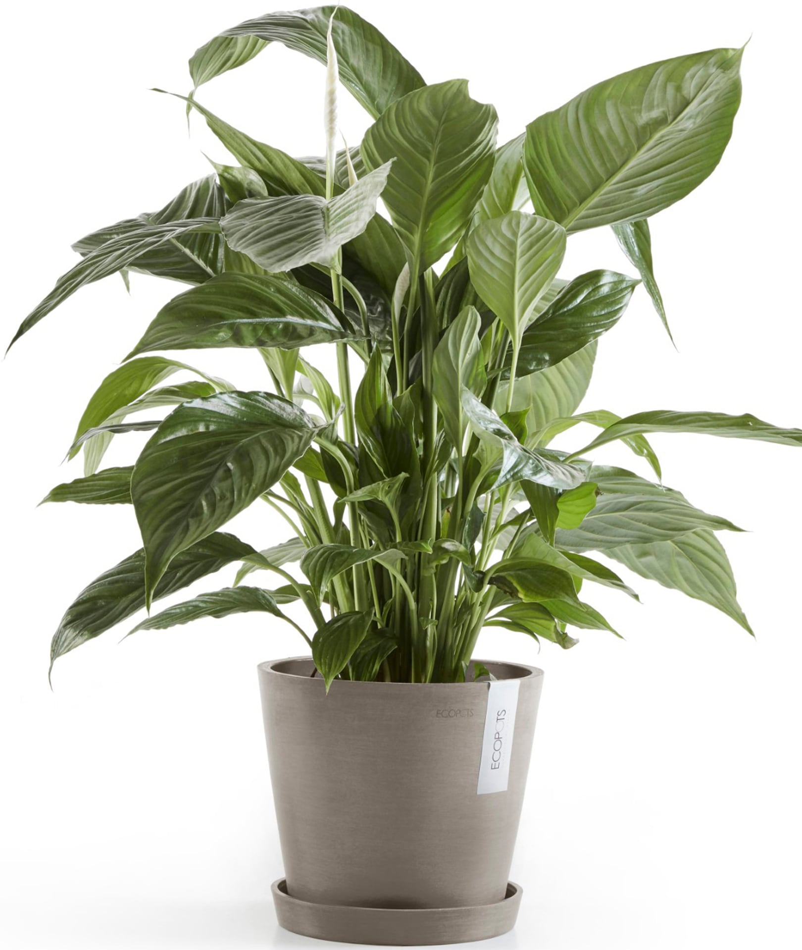 ECOPOTS Blumentopf »Amsterdam 20 + Wassersystem Taupe«, für innen und außen: frostsicher, bruchsicher und lichtbeständig