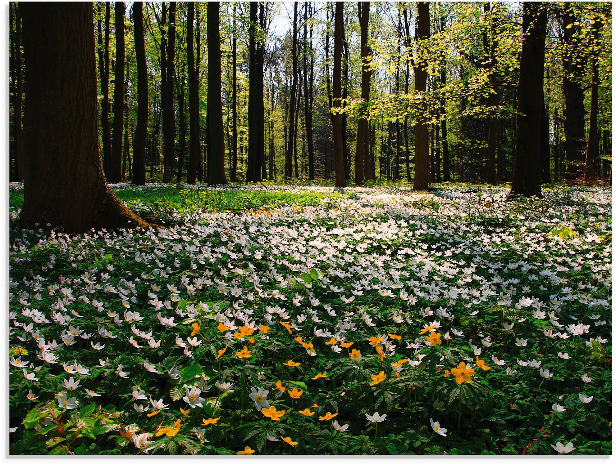 Artland Stiklinis paveikslas »Frühlingswald be...
