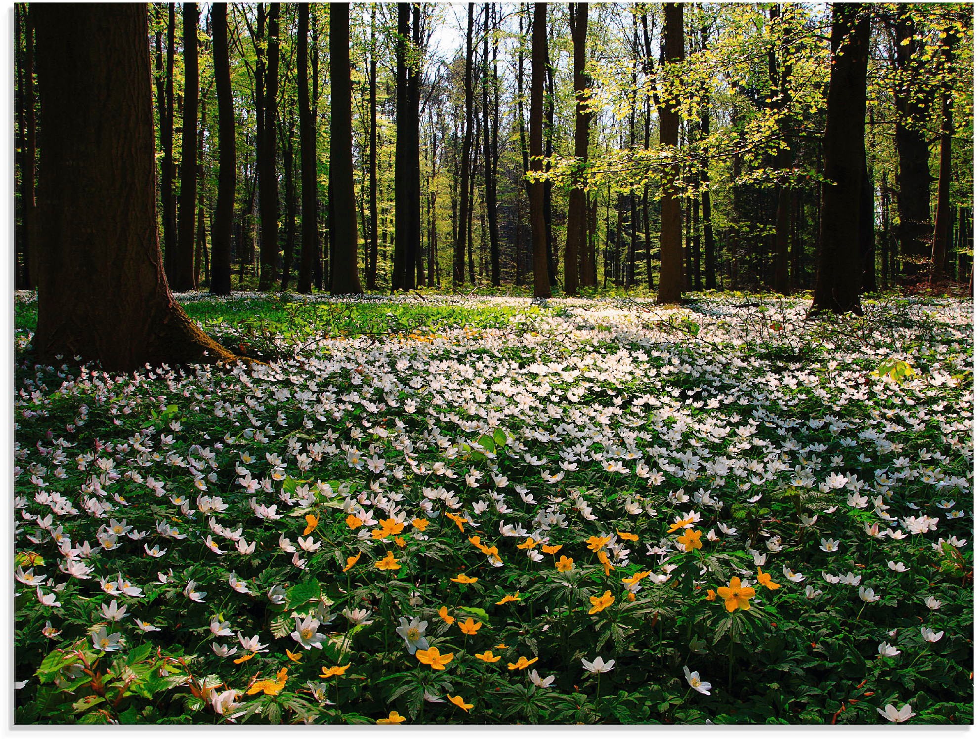 Artland Glasbild "Frühlingswald bedeckt mit Windröschen", Wald, (1 St.), in verschiedenen Größen