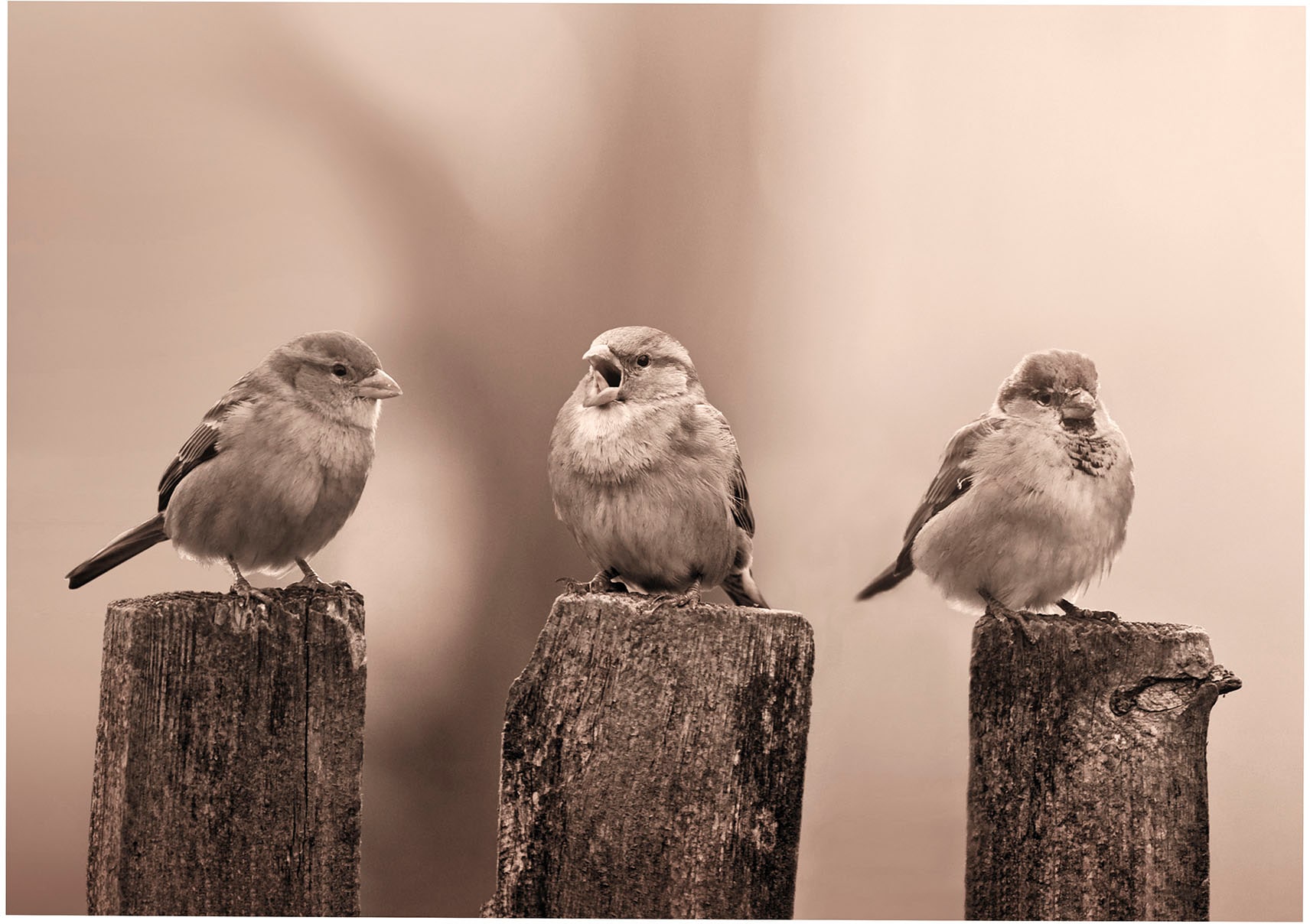 Art for the home Leinwandbild "Outdoor Vogel 50x70cm" Romantisch  Strand 1 günstig online kaufen