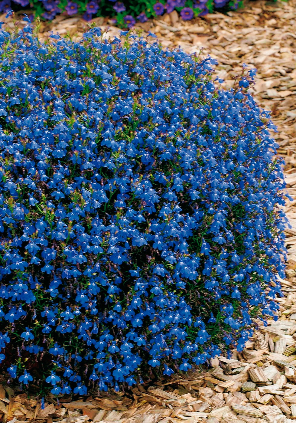 BCM Beetpflanze »Männertreu, Lobelie blau«, (4 St.), Lobelia blau: 4 Pflanzen kaufen