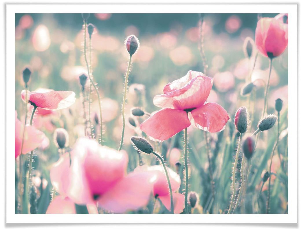 Poster »Mohnblumen«, Blumen, (1 St.), Poster ohne Bilderrahmen