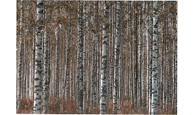 Leinwandbild »Outdoor Birkenwald 50x70cm«, (1 St.)