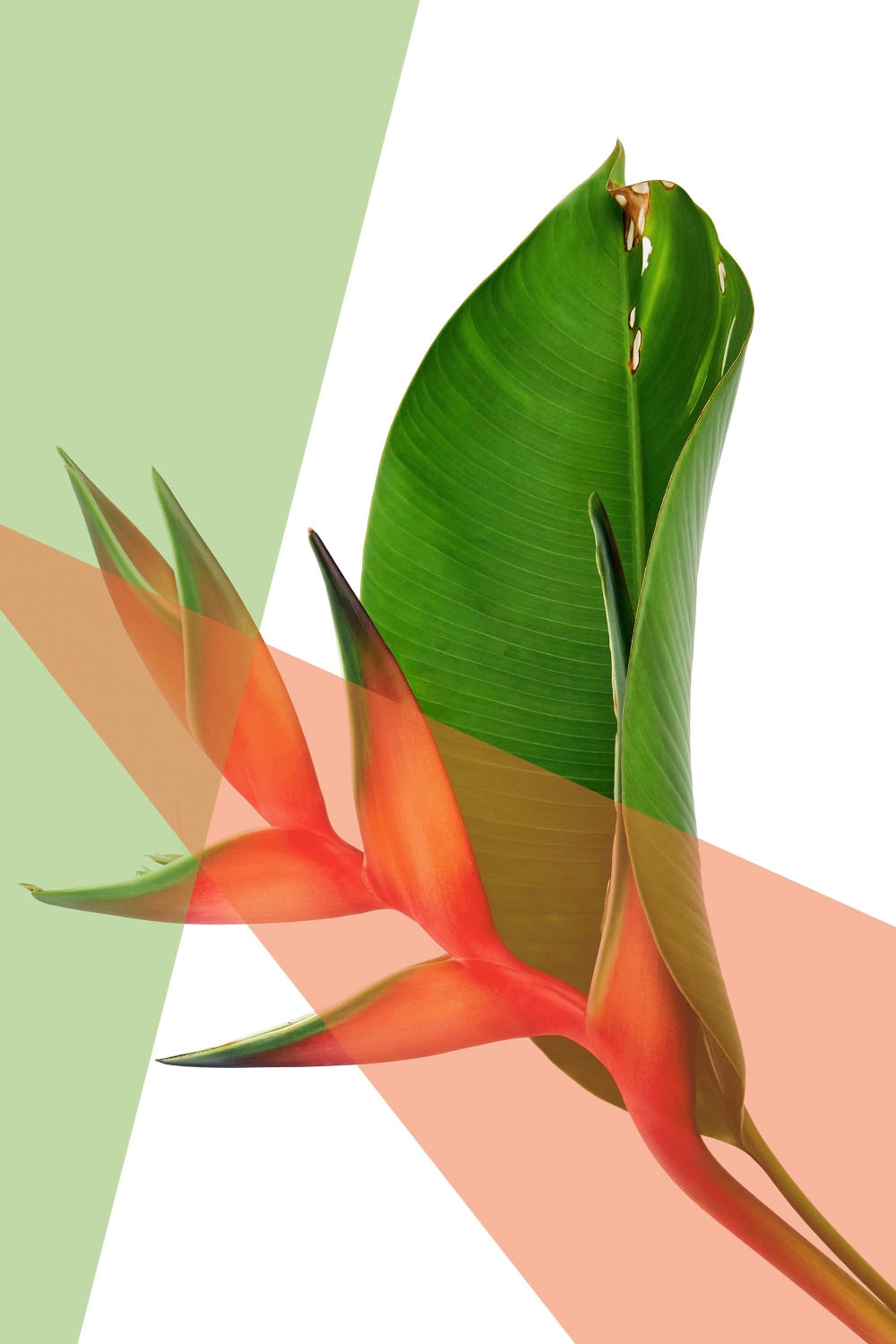 queence Acrylglasbild "Blätter" Blätter  Blätterbilder  Kunst  Pflanzen  Pf günstig online kaufen