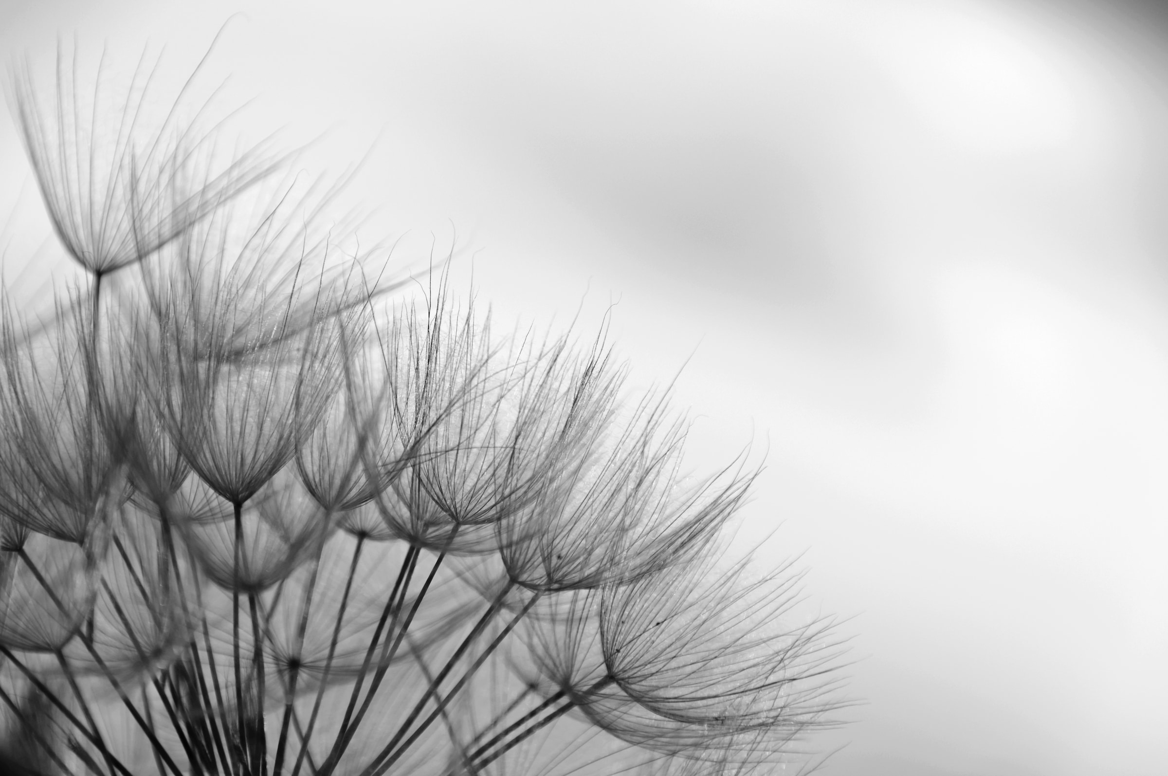 Papermoon Fototapete »Blumen Schwarz & Weiß«