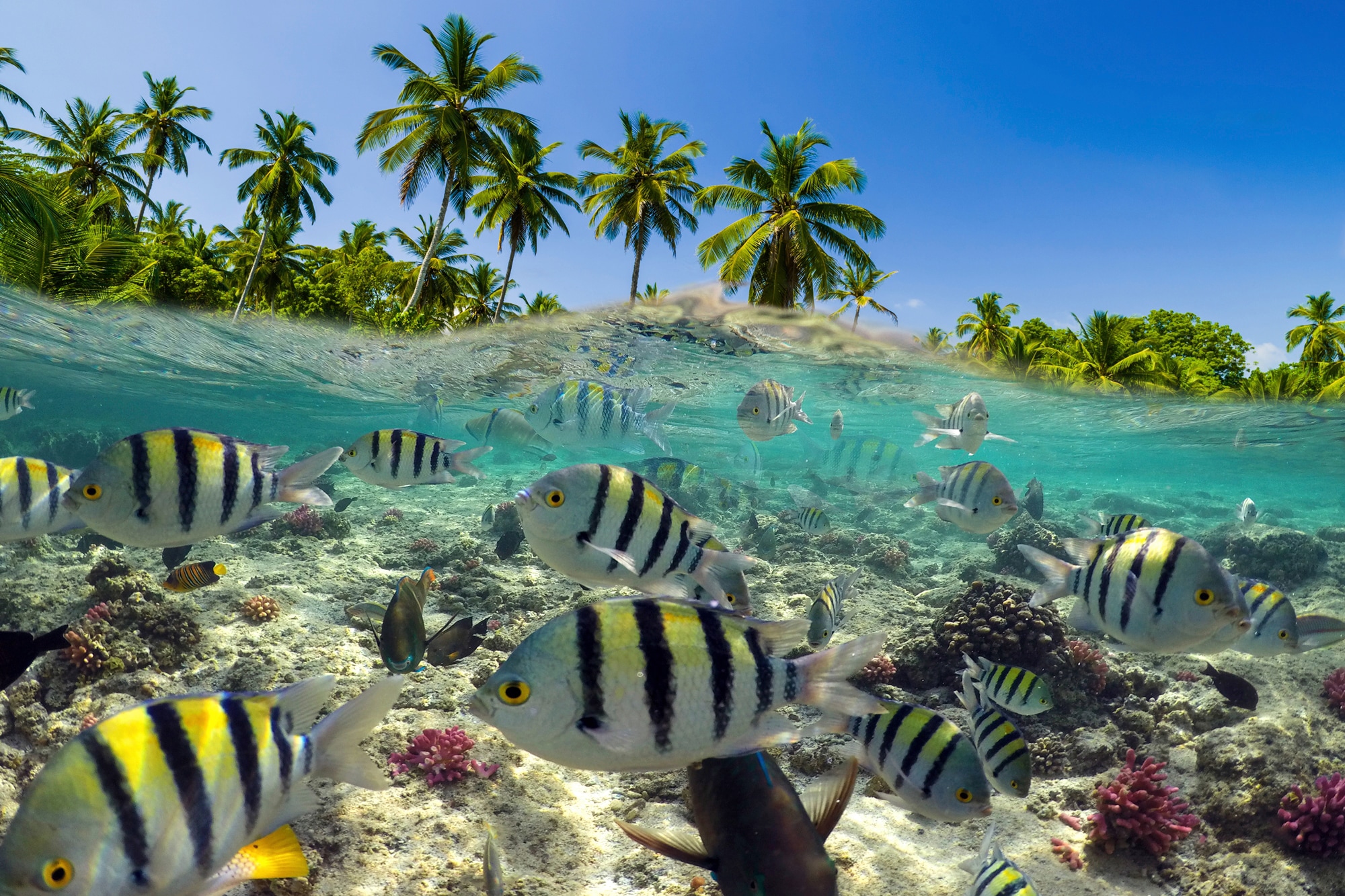 Papermoon Fototapete "UNTERWASSER-WELT-FISCHE KORALLE SEE MEER PALMEN DÜNEN"
