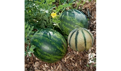 Volmary Obstpflanze »Melonen Mix für Balkon«, (3 St.), Melonen Mix für Balkon: 3 Pflanzen kaufen