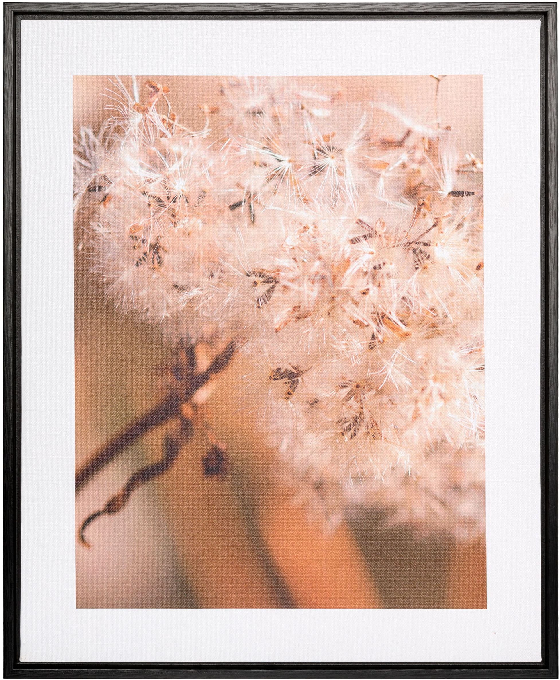 Creativ home Bild mit Rahmen "Pusteblume", (1 St.), auf Canvas-Leinwand günstig online kaufen
