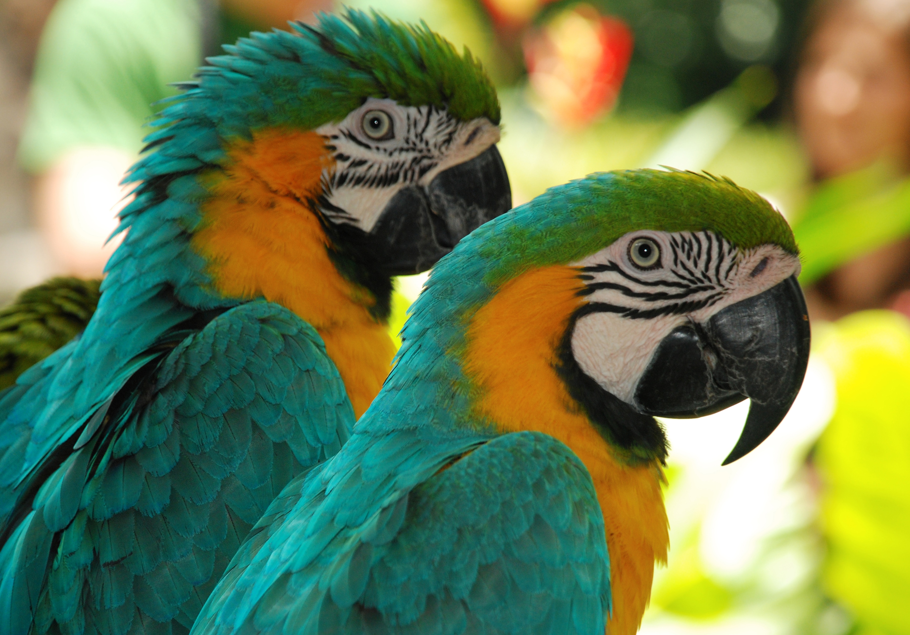 Papermoon Fototapete "Macaw Love Birds" glatt