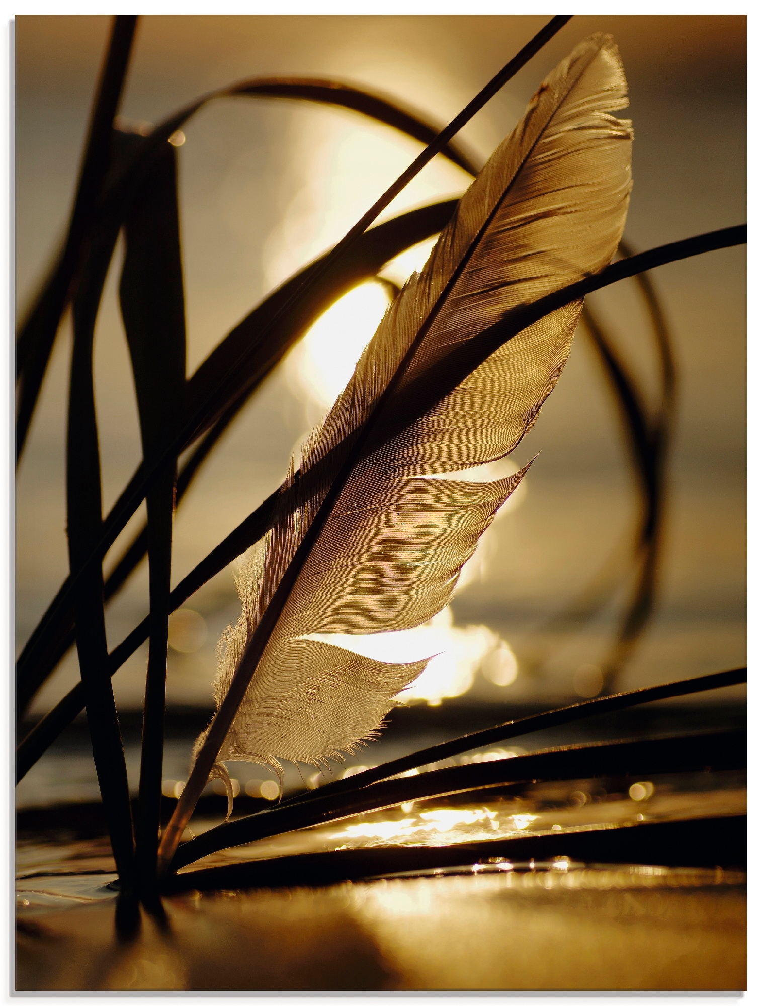 Artland Glasbild "Feder im Abendlicht", Gräser, (1 St.), in verschiedenen Größen