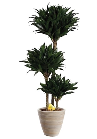 Zimmerpflanze »Drachenbaum Compacta«, (1 St.), Zimmerpflanze