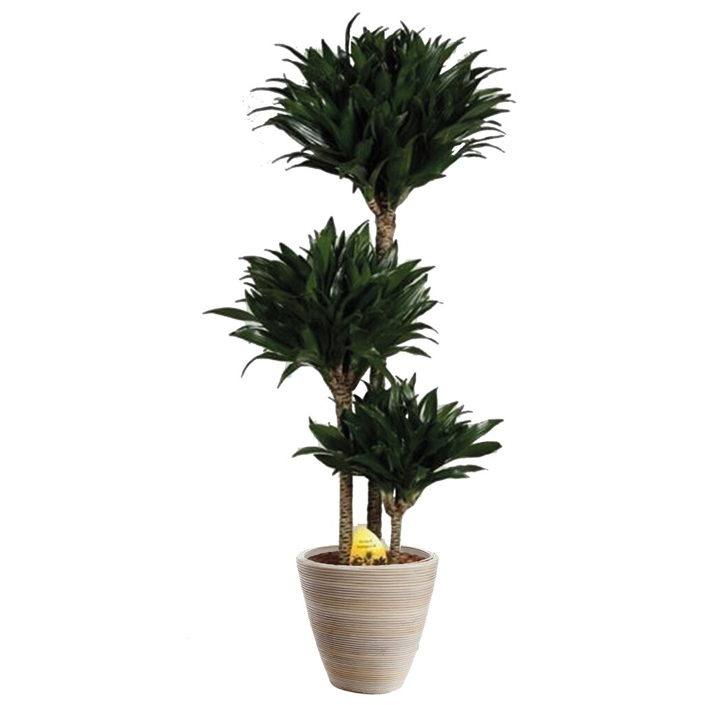 BCM Zimmerpflanze »Drachenbaum Compacta«, (1 St.), Zimmerpflanze
