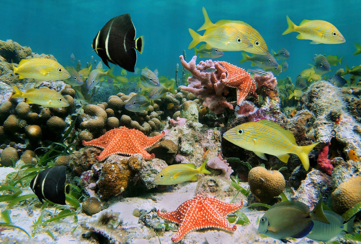 Papermoon Fototapete "Fische mit Seesternen" günstig online kaufen