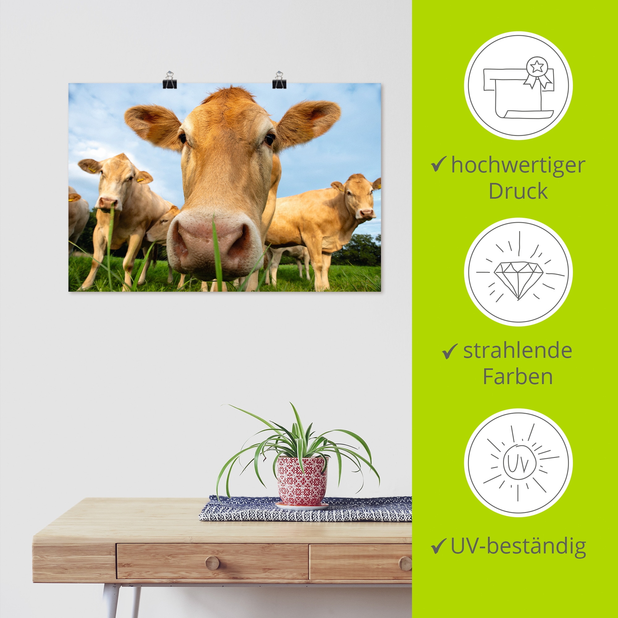 Artland Wandbild »Neugier auf der Weide - Alpenkühe« Kuhbilder 1 Stk. tlg. als Alubild, Leinwandbild, Poster, Wandaufkleber in verschied. Größen