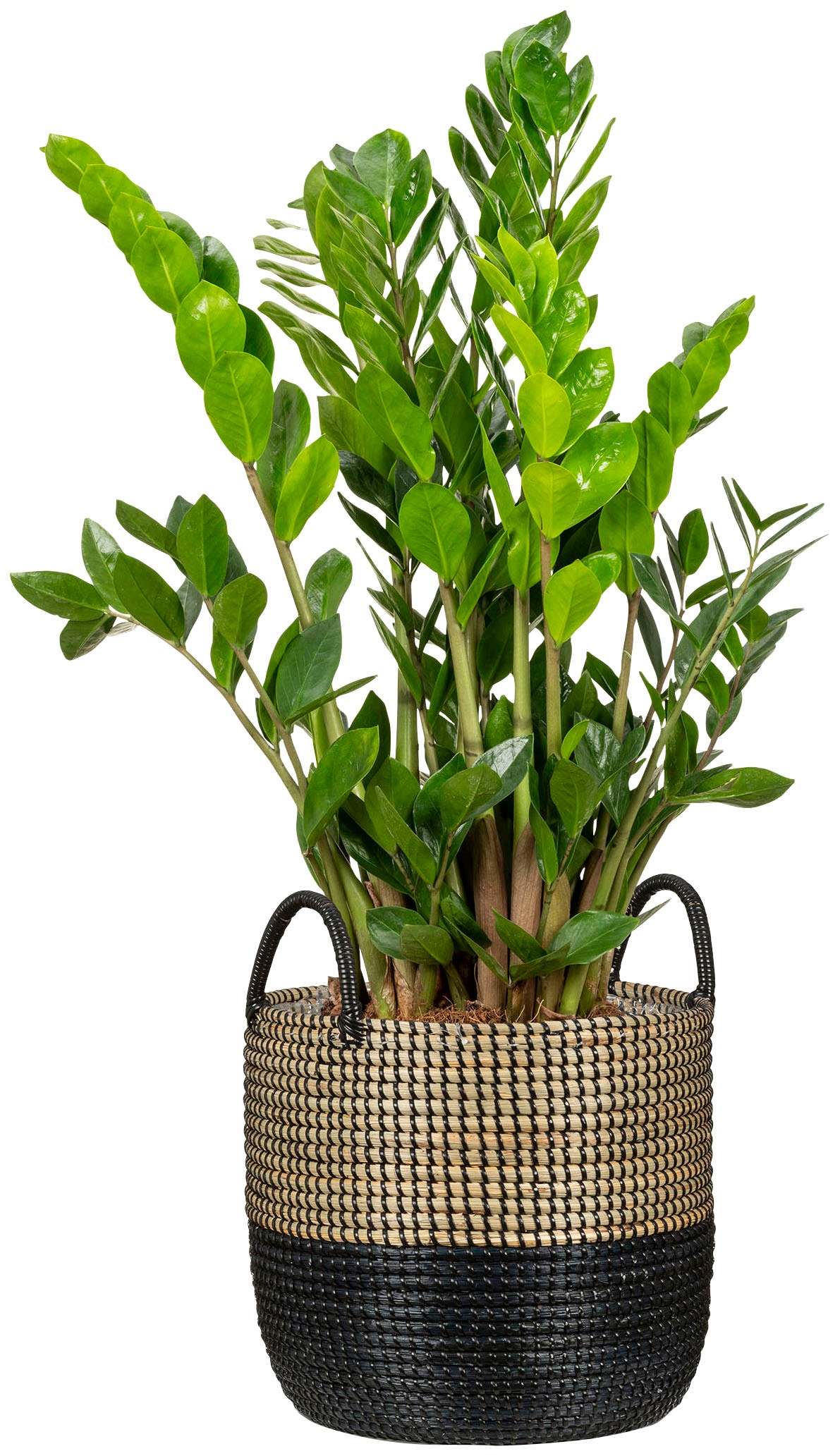 Scheurich Blumentopf »nature black 27/515«