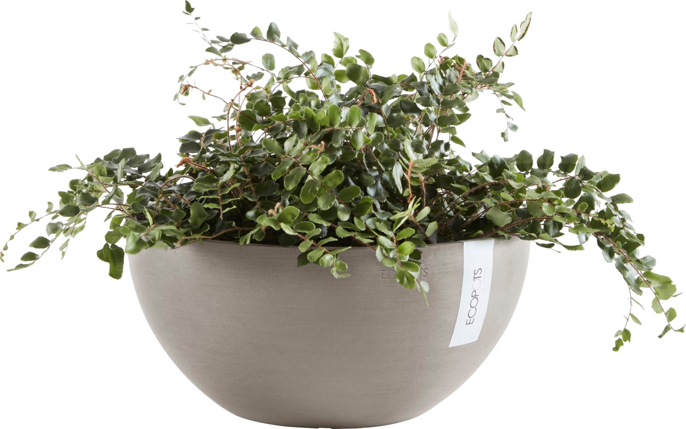 ECOPOTS vazonas gėlėms »BRUSSELS Taupe« BxTxH: 35x35x165 cm