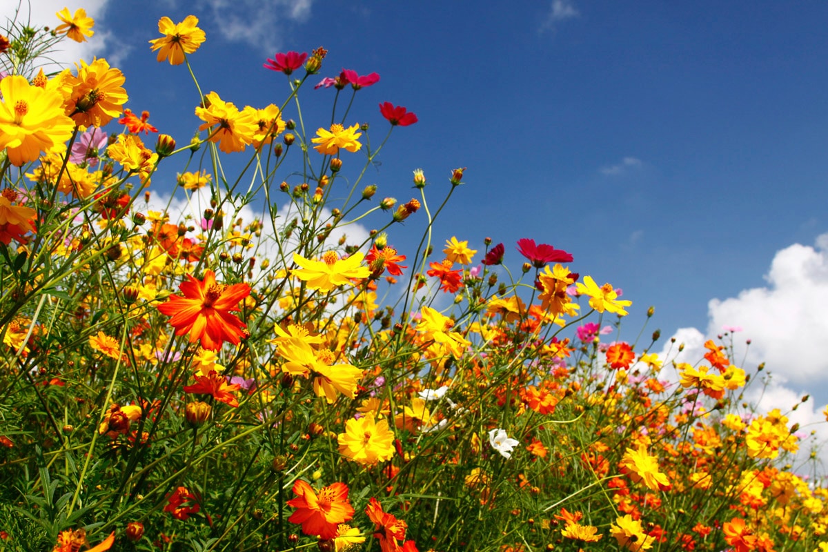 Papermoon Fototapetas »Blumenwiese«