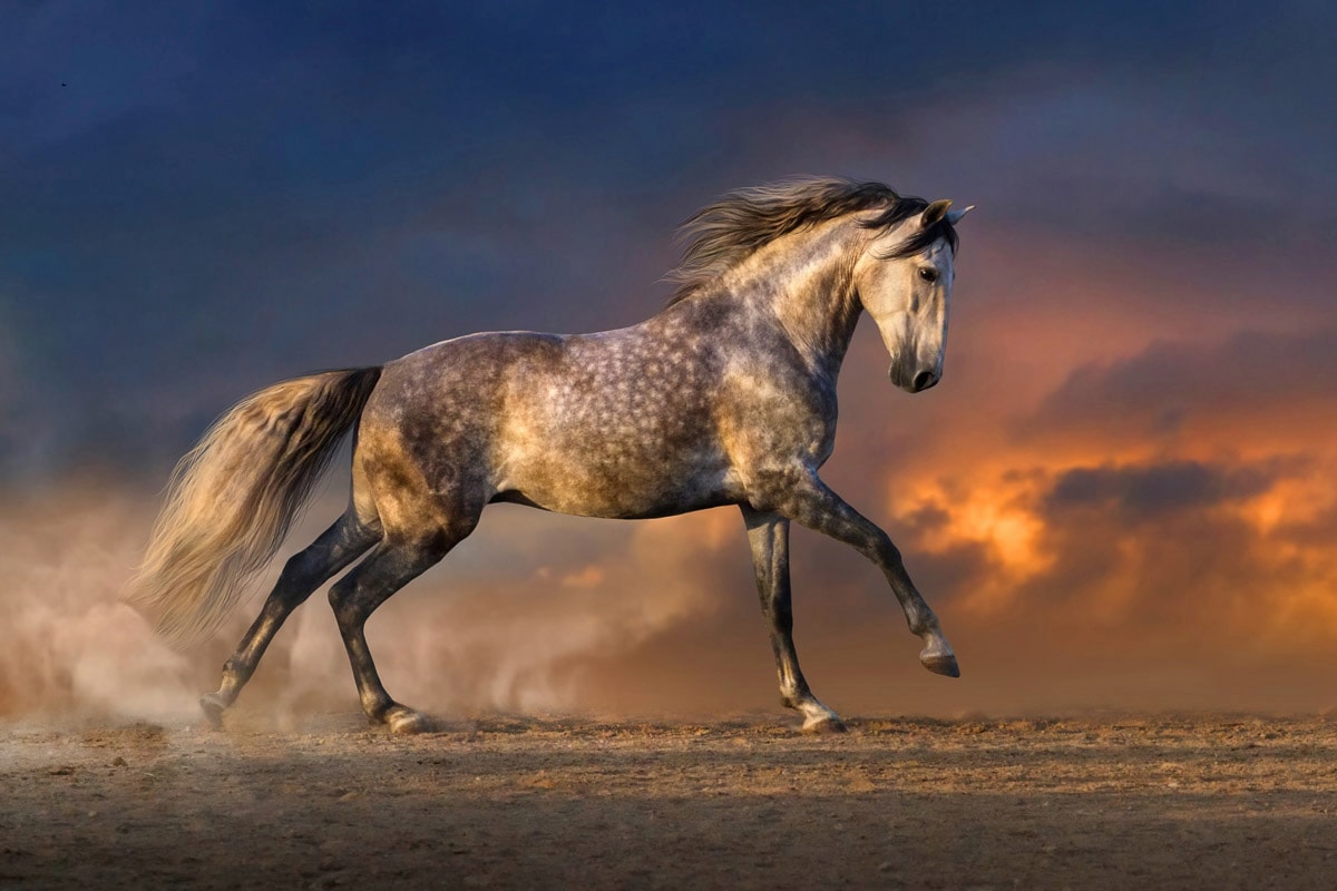 Papermoon "Pferd"