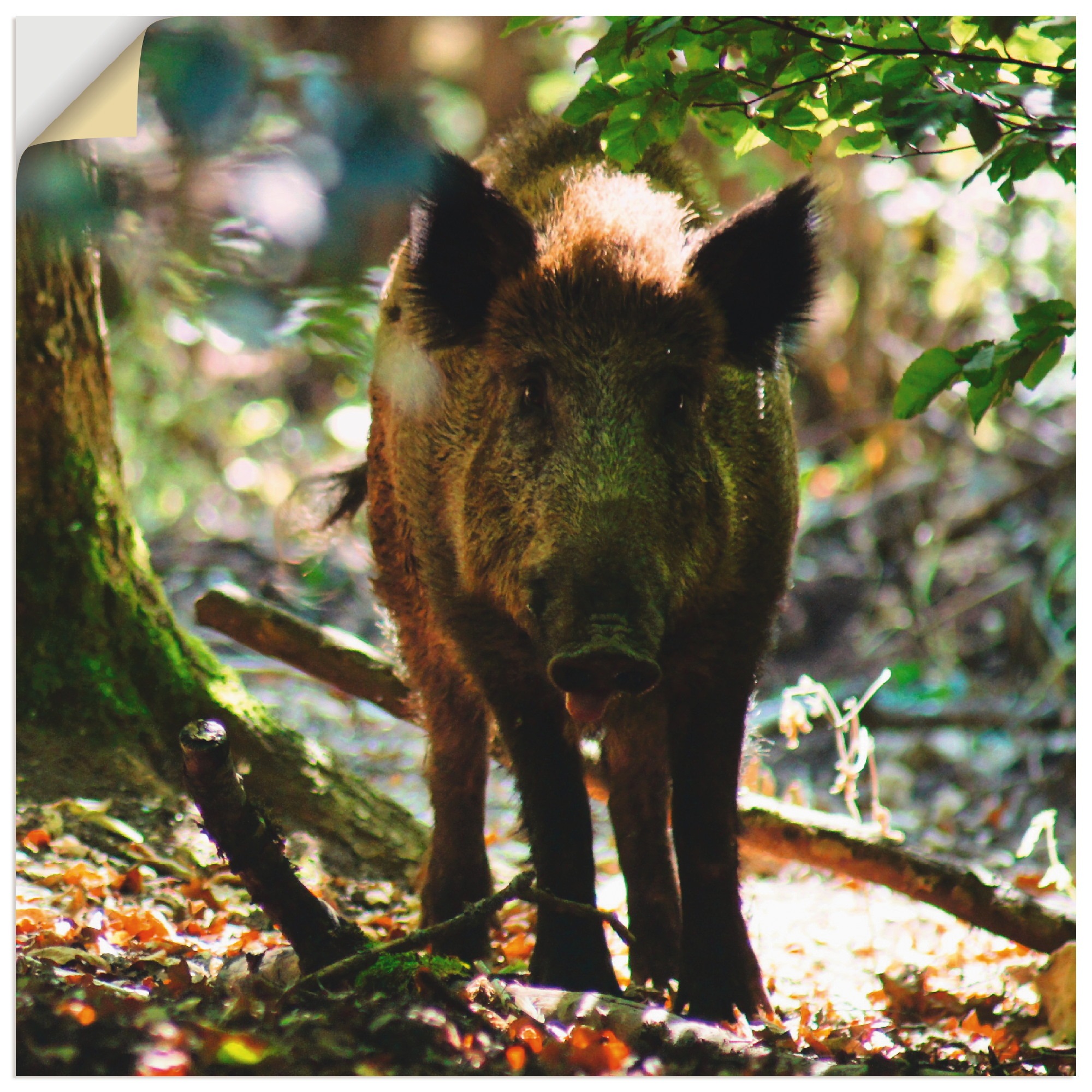 Artland Wandbild »Wildschwein«, | kaufen Größen BAUR Wildtiere, in Leinwandbild, Alubild, Wandaufkleber Poster oder versch. als (1 St.)