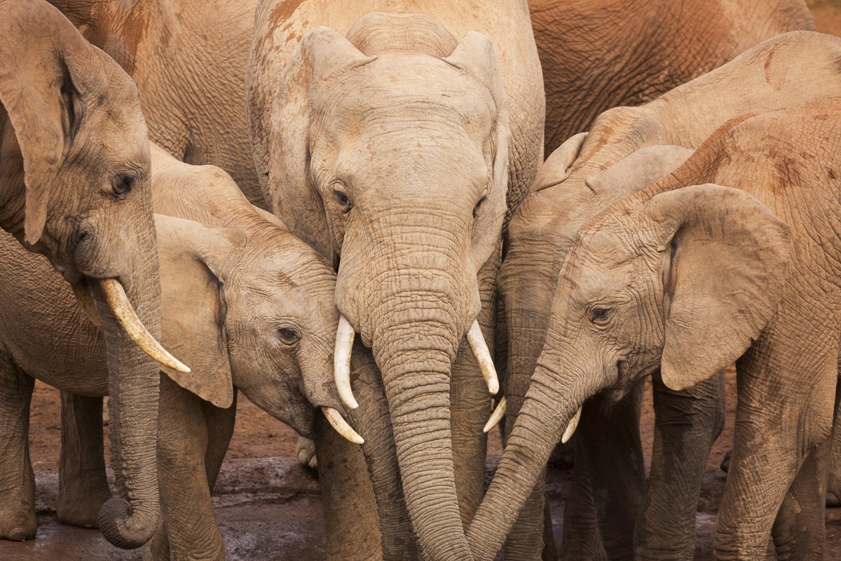 Bettwäsche Elefant Onlineshop | BAUR