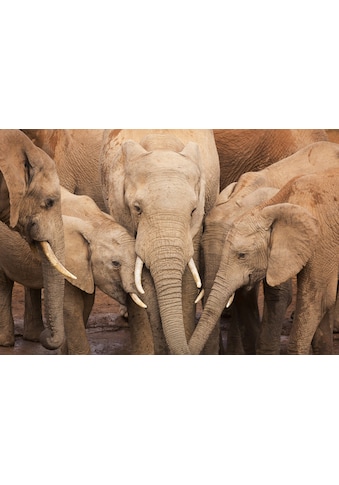 Bettwäsche Elefant Onlineshop | BAUR