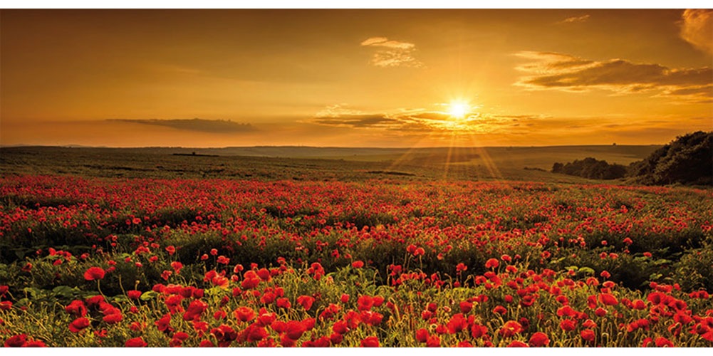 Bönninghoff Leinwandbild Bilder vom Sonnenuntergang & -aufgang  Blumen  Blu günstig online kaufen