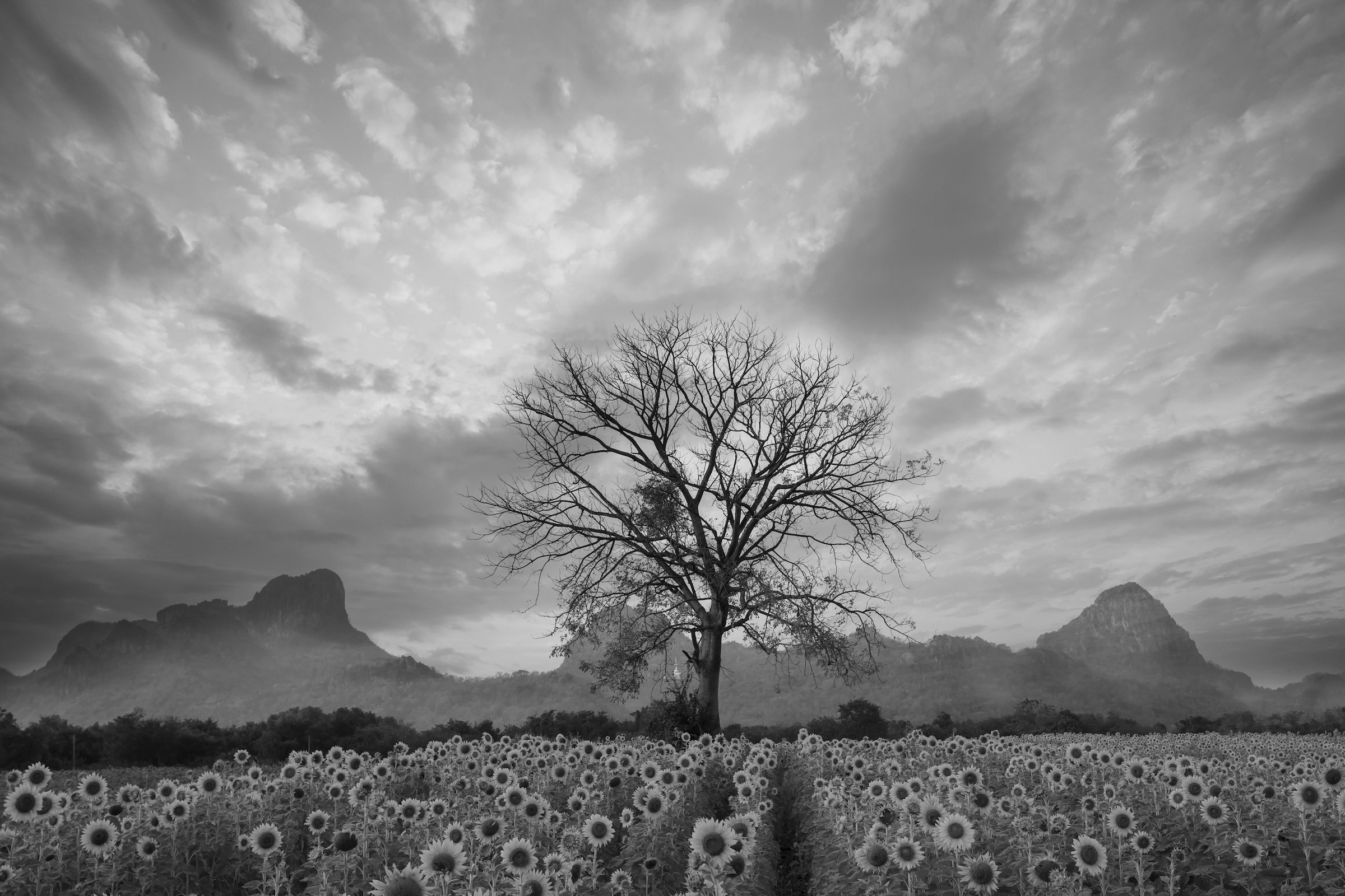 Papermoon Fototapete "Sonnenblumenfeld mit Baum Schwarz & Weiß" günstig online kaufen