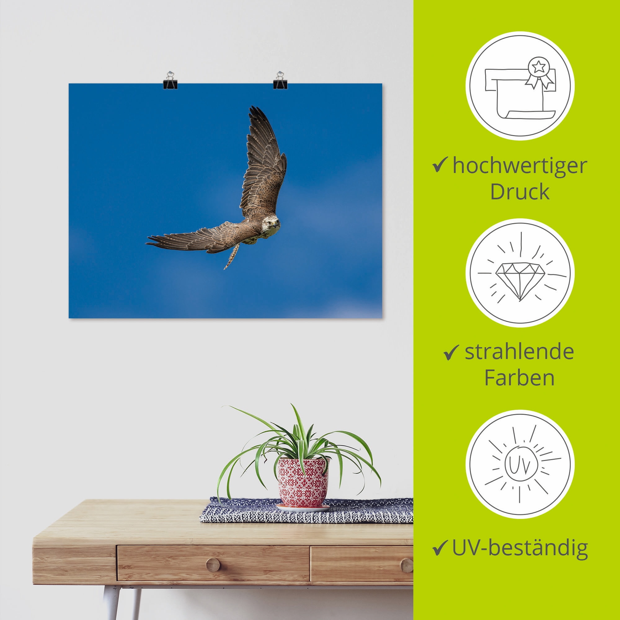 Artland Wandbild »Der Falke«, Vögel, (1 St.), als Leinwandbild, Poster in verschied. Größen