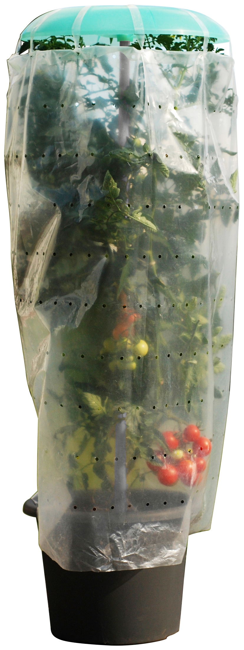 KHW Pflanzenschutzdach "Tomatenhut" inkl. Stab und Schutzfolie, BxH: 49x120 cm