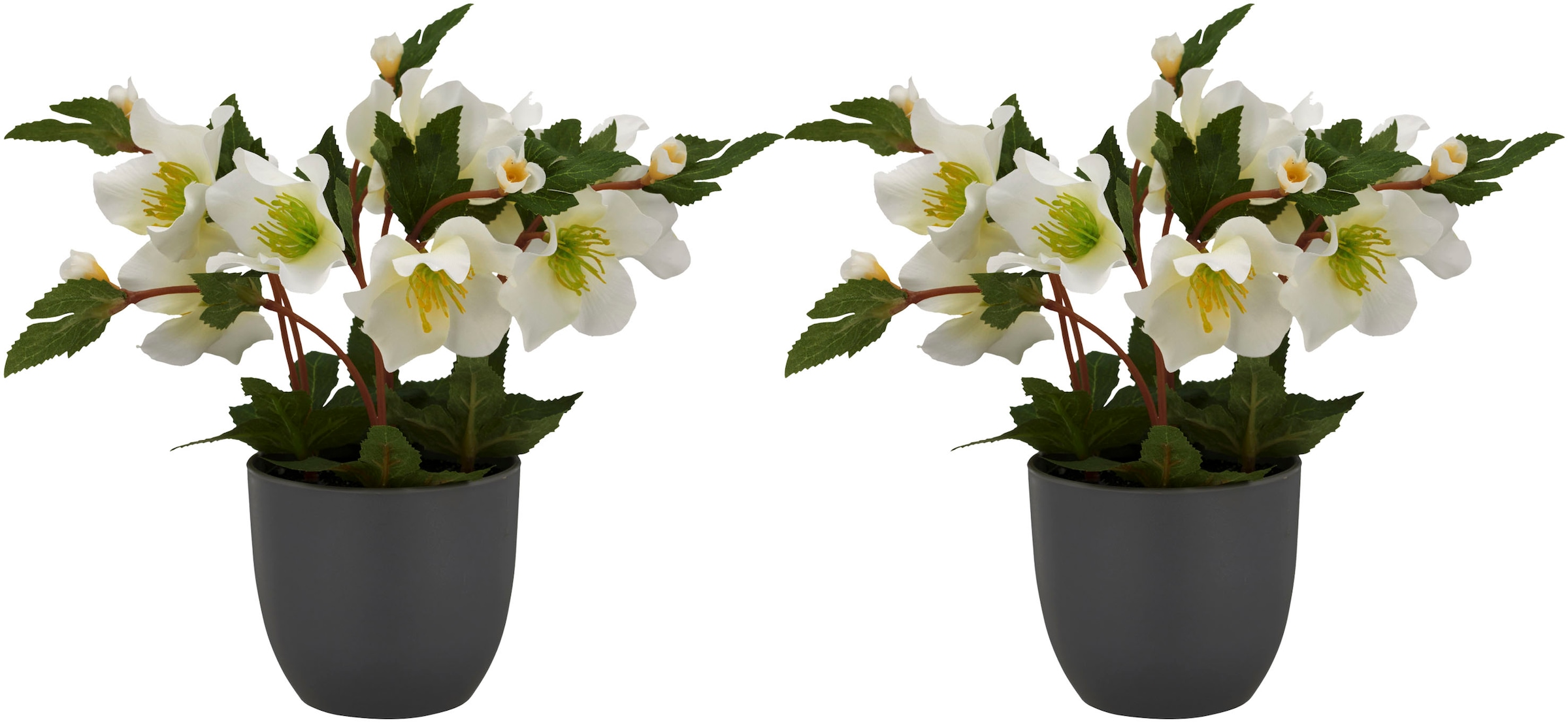 Creativ green Kunstblume "Christrose" mit üppiger Blütenpracht günstig online kaufen