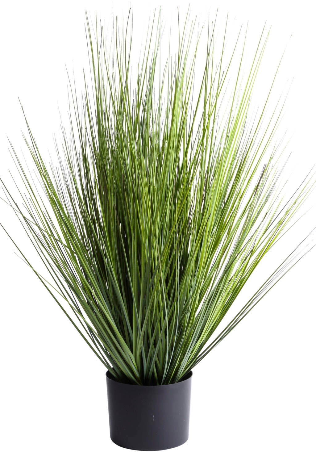 Botanic-Haus Kunstgras "Grasarrangement King Festuca" günstig online kaufen